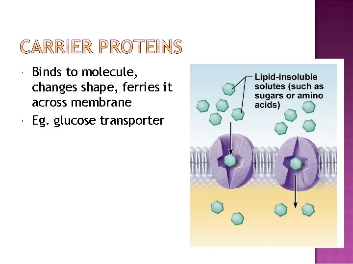  Binds to molecule, changes shape, ferries it across membrane Eg. glucose transporter 