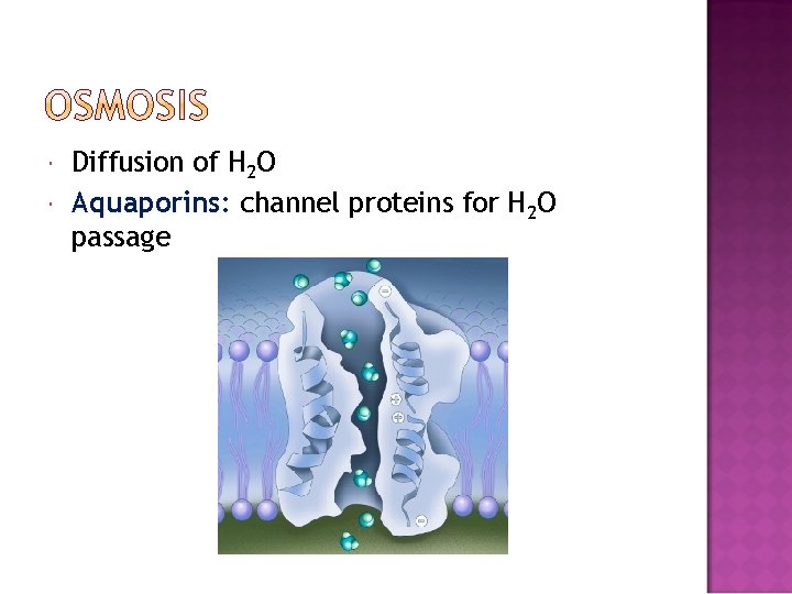  Diffusion of H 2 O Aquaporins: channel proteins for H 2 O passage