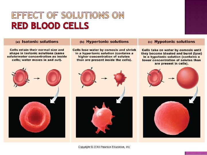 RED BLOOD CELLS 