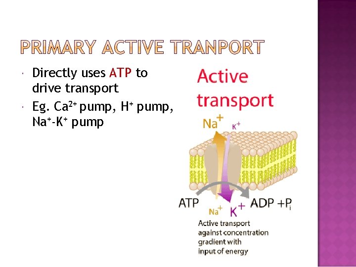  Directly uses ATP to drive transport Eg. Ca 2+ pump, H+ pump, Na+-K+