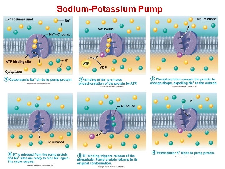 Sodium-Potassium Pump 