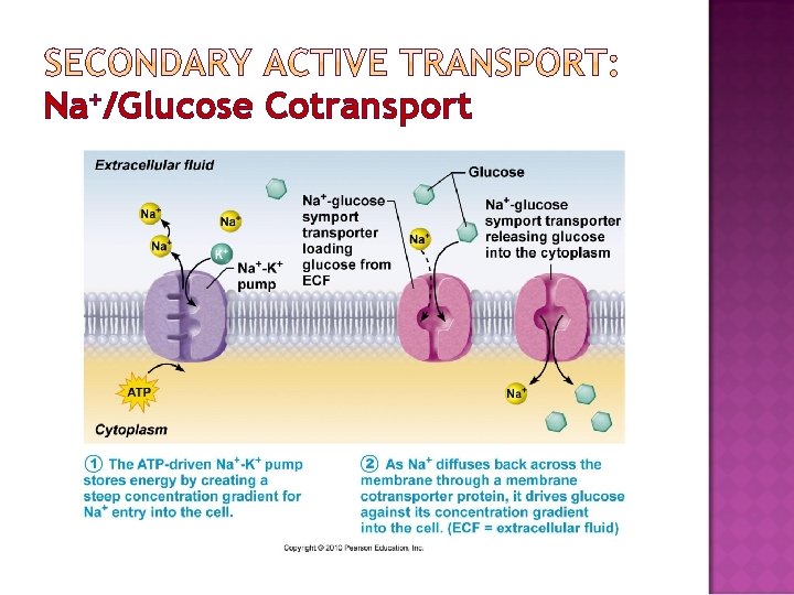 Na+/Glucose Cotransport 