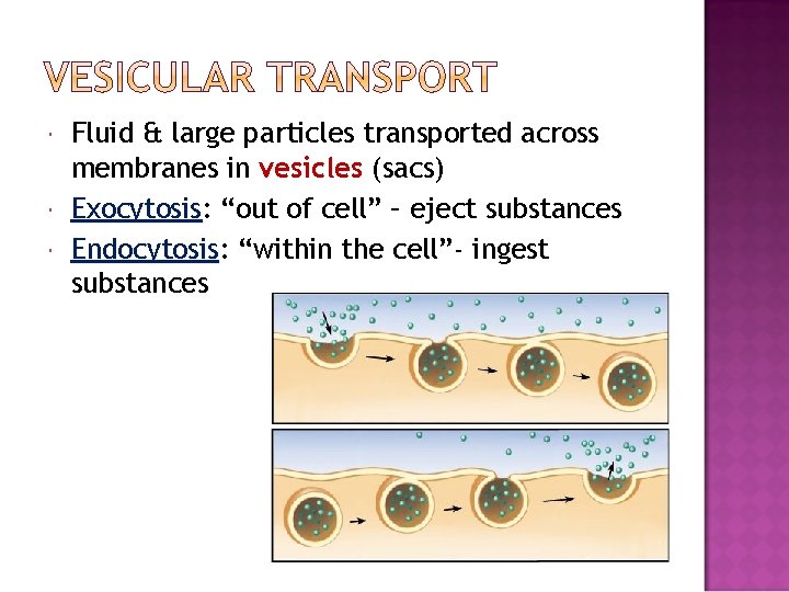  Fluid & large particles transported across membranes in vesicles (sacs) Exocytosis: Exocytosis “out