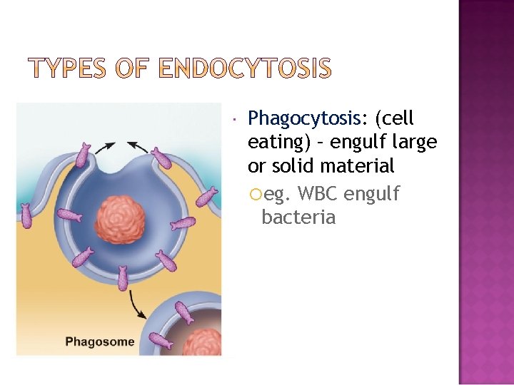  Phagocytosis: Phagocytosis (cell eating) – engulf large or solid material eg. WBC engulf