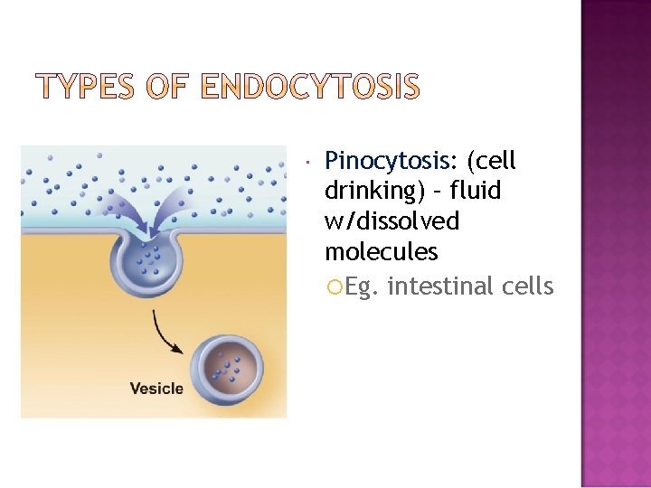  Pinocytosis: Pinocytosis (cell drinking) – fluid w/dissolved molecules Eg. intestinal cells 