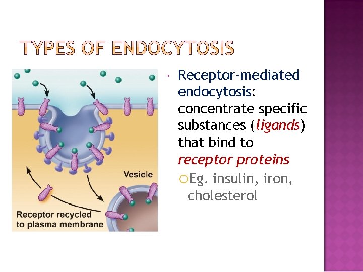  Receptor-mediated endocytosis: endocytosis concentrate specific substances (ligands) ligands that bind to receptor proteins