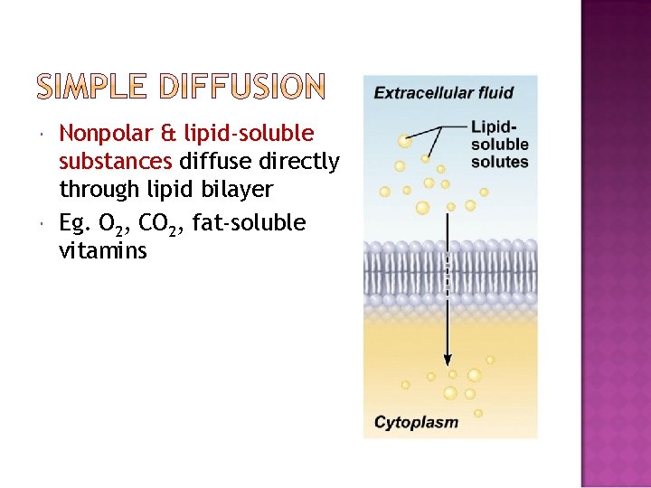  Nonpolar & lipid-soluble substances diffuse directly through lipid bilayer Eg. O 2, CO