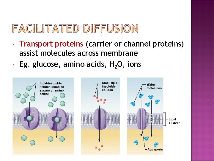  Transport proteins (carrier or channel proteins) assist molecules across membrane Eg. glucose, amino