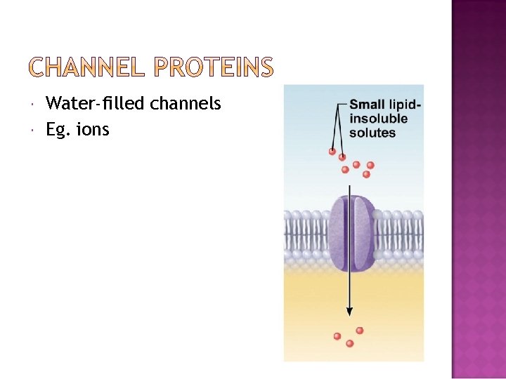  Water-filled channels Eg. ions 