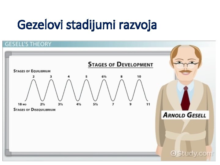 Gezelovi stadijumi razvoja 