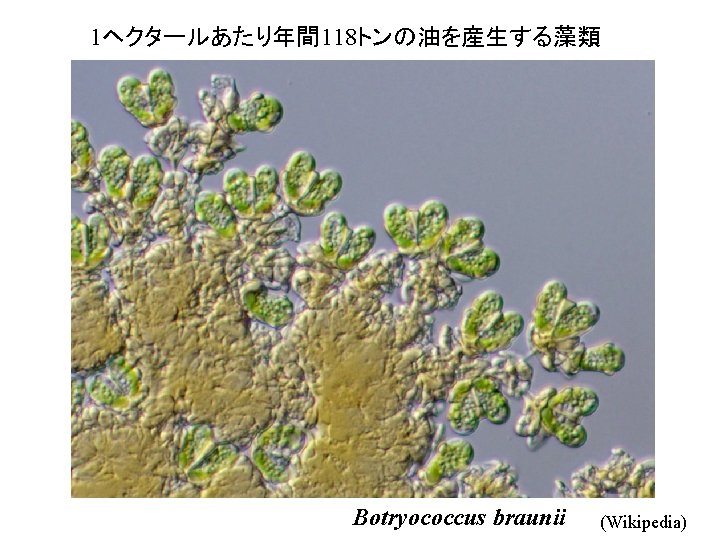 1ヘクタールあたり年間 118トンの油を産生する藻類 Botryococcus braunii (Wikipedia) 