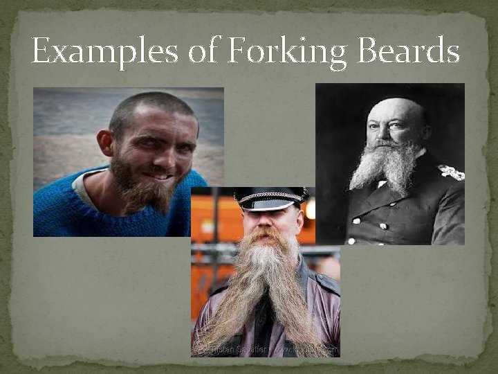 Examples of Forking Beards 