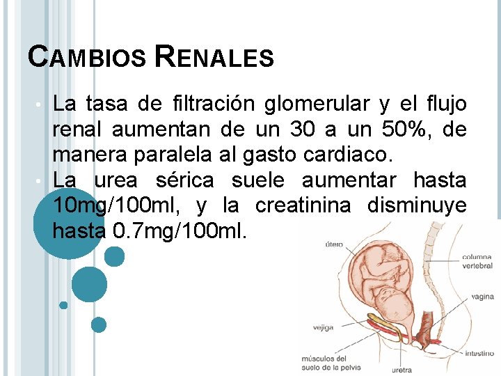 CAMBIOS RENALES La tasa de filtración glomerular y el flujo renal aumentan de un