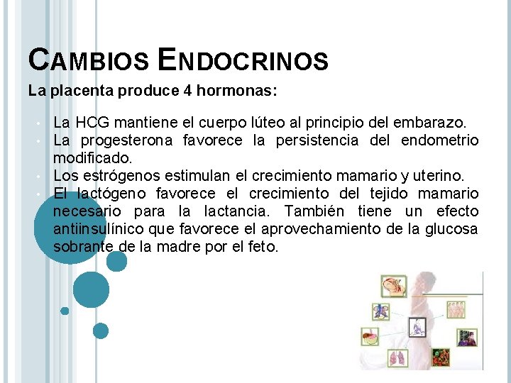 CAMBIOS ENDOCRINOS La placenta produce 4 hormonas: La HCG mantiene el cuerpo lúteo al