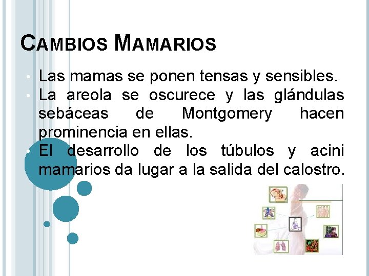 CAMBIOS MAMARIOS Las mamas se ponen tensas y sensibles. La areola se oscurece y