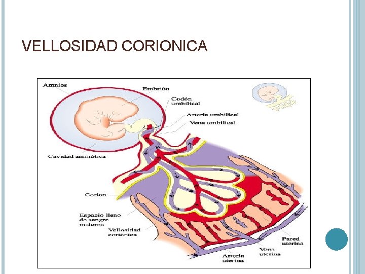 VELLOSIDAD CORIONICA 