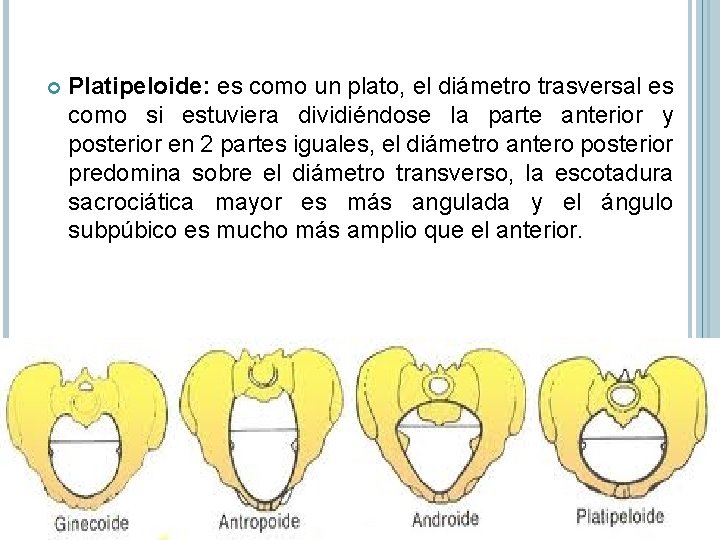  Platipeloide: es como un plato, el diámetro trasversal es como si estuviera dividiéndose