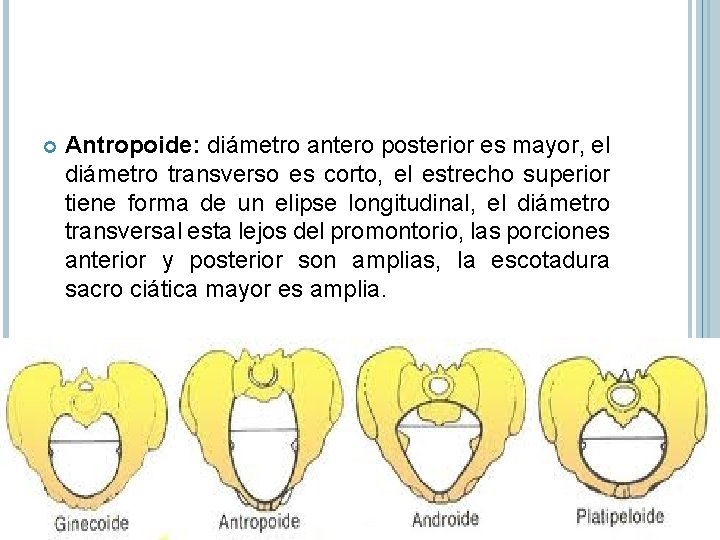  Antropoide: diámetro antero posterior es mayor, el diámetro transverso es corto, el estrecho