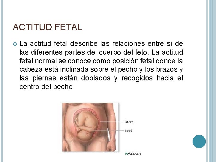 ACTITUD FETAL La actitud fetal describe las relaciones entre sí de las diferentes partes