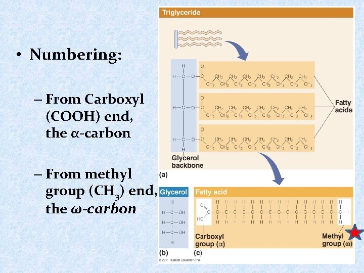  • Numbering: – From Carboxyl (COOH) end, the α-carbon – From methyl group