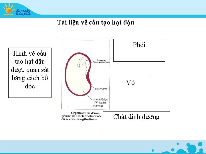 Tài liệu về cấu tạo hạt đậu Phôi Hình vẽ cấu tạo hạt đậu