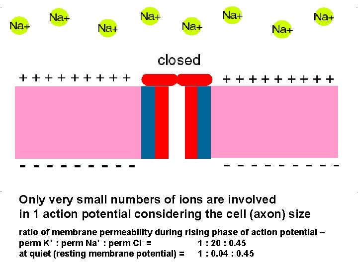 Only very small numbers of ions are involved in 1 action potential considering the