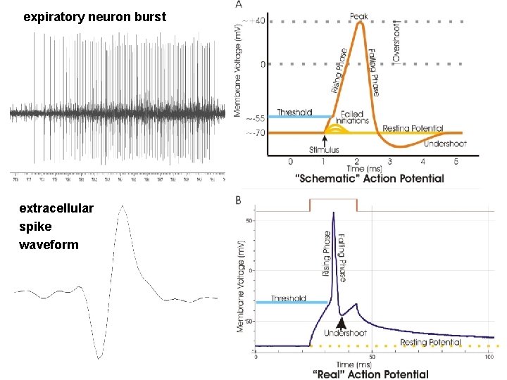 expiratory neuron burst extracellular spike waveform 