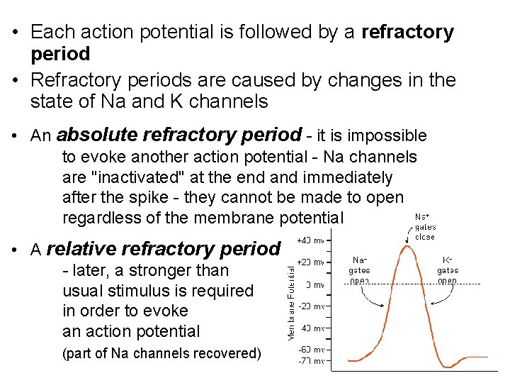  • Each action potential is followed by a refractory period • Refractory periods