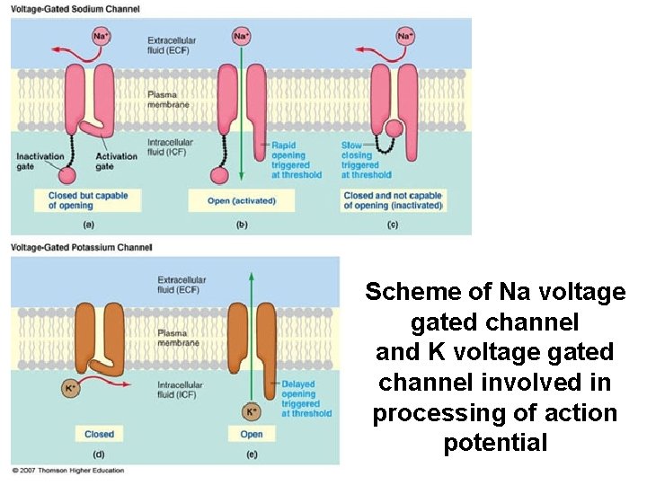 Scheme of Na voltage gated channel and K voltage gated channel involved in processing