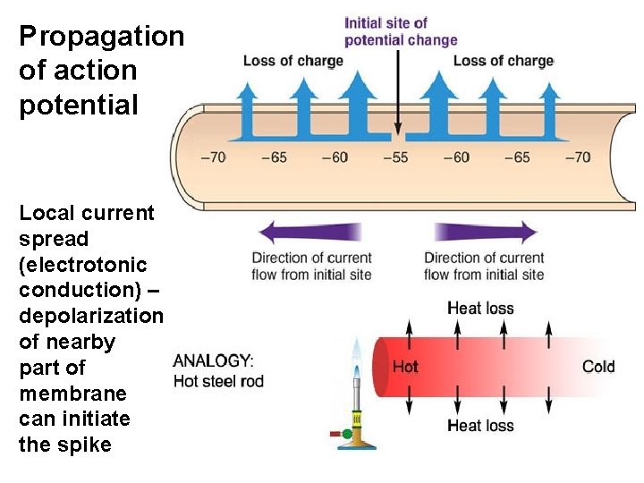 Propagation of action potential Local current spread (electrotonic conduction) – depolarization of nearby part