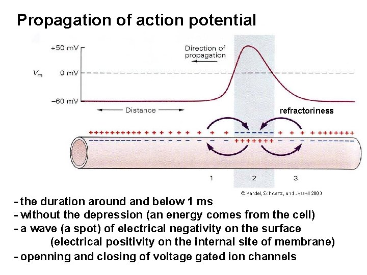 Propagation of action potential refractoriness - the duration around and below 1 ms -