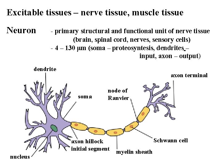 Excitable tissues – nerve tissue, muscle tissue Neuron - primary structural and functional unit