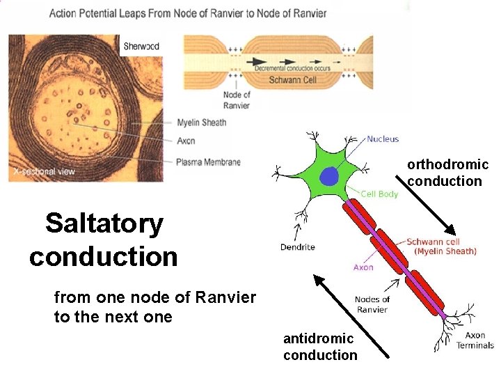 orthodromic conduction Saltatory conduction from one node of Ranvier to the next one antidromic