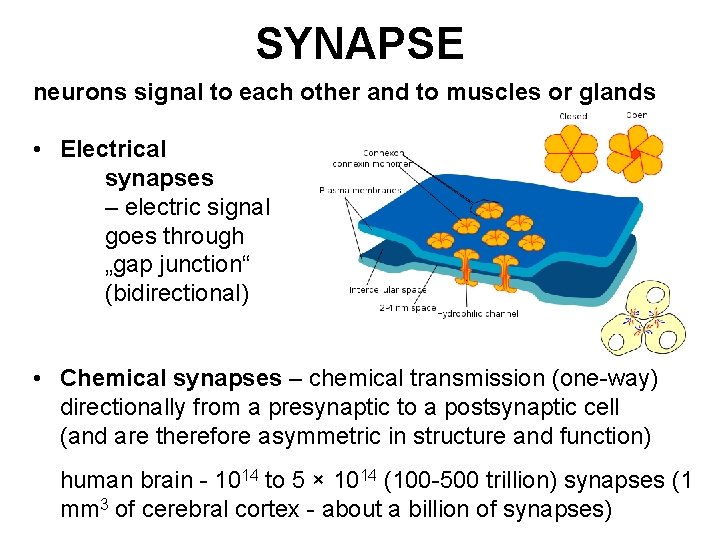 SYNAPSE neurons signal to each other and to muscles or glands • Electrical synapses