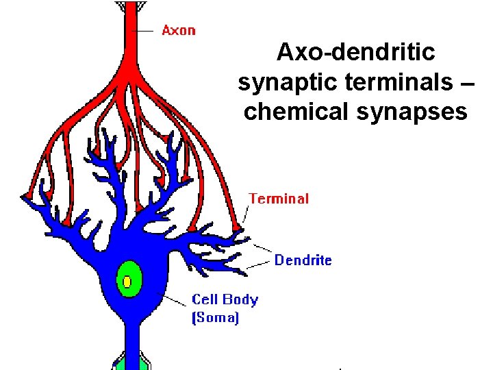 Axo-dendritic synaptic terminals – chemical synapses 