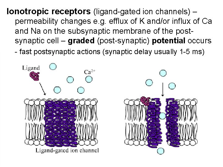 Ionotropic receptors (ligand-gated ion channels) – permeability changes e. g. efflux of K and/or