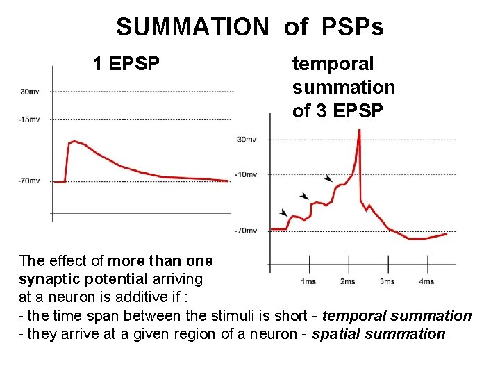 SUMMATION of PSPs 1 EPSP temporal summation of 3 EPSP The effect of more