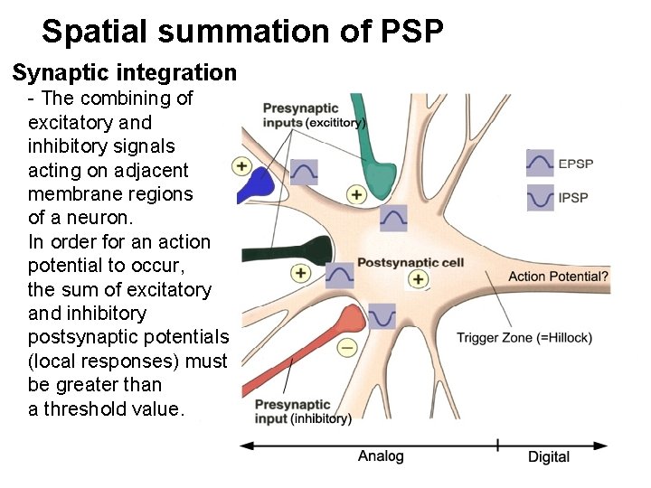 Spatial summation of PSP Synaptic integration - The combining of excitatory and inhibitory signals