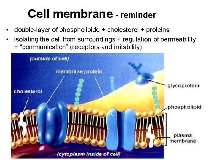 Cell membrane - reminder • double-layer of phospholipide + cholesterol + proteins • isolating