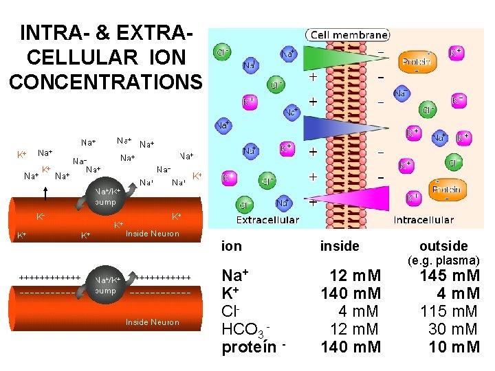 INTRA- & EXTRACELLULAR ION CONCENTRATIONS ion inside Na+ K+ Cl. HCO 3 proteín -