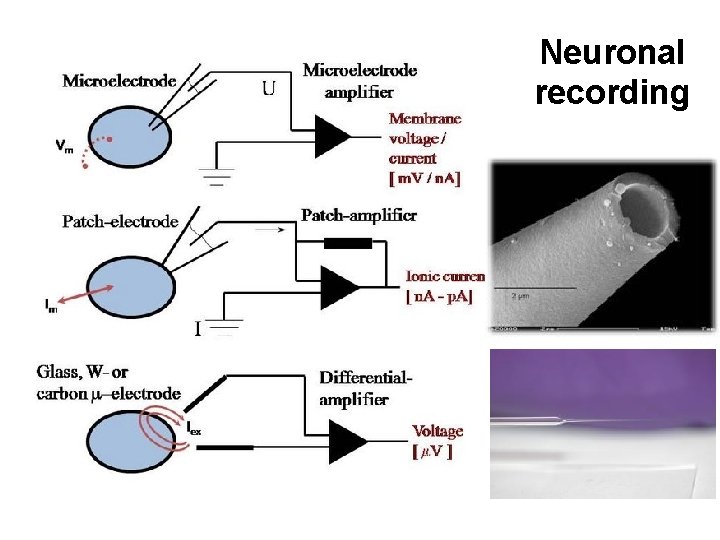 Neuronal recording 