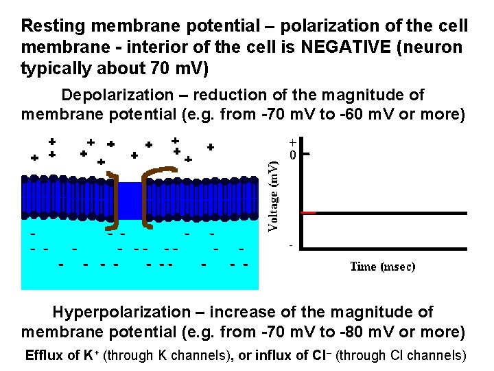 Resting membrane potential – polarization of the cell membrane - interior of the cell