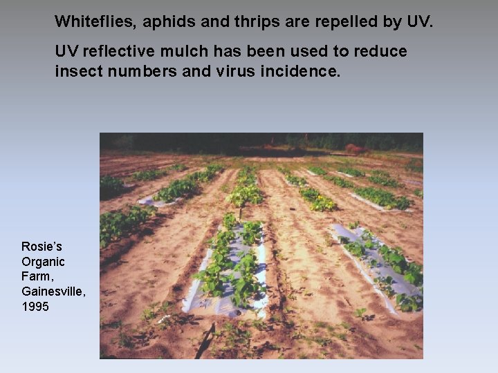 Whiteflies, aphids and thrips are repelled by UV. UV reflective mulch has been used