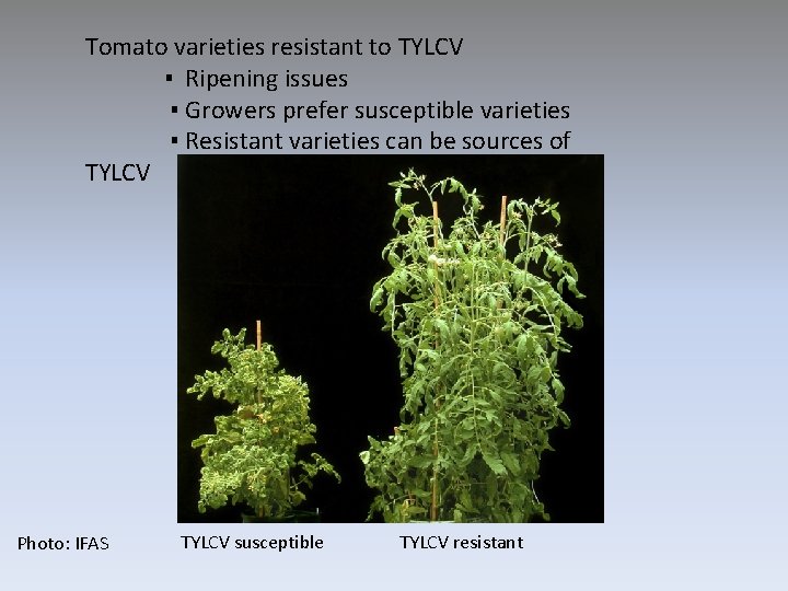 Tomato varieties resistant to TYLCV ▪ Ripening issues ▪ Growers prefer susceptible varieties ▪