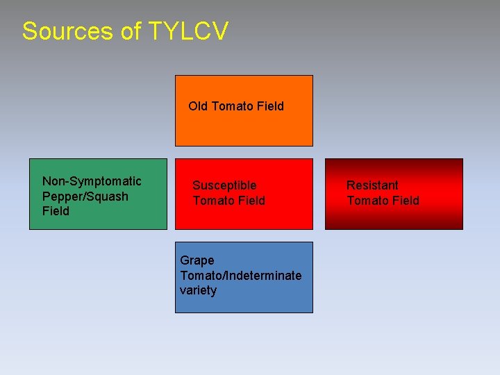 Sources of TYLCV Old Tomato Field Non-Symptomatic Pepper/Squash Field Susceptible Tomato Field Grape Tomato/Indeterminate