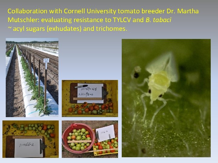 Collaboration with Cornell University tomato breeder Dr. Martha Mutschler: evaluating resistance to TYLCV and