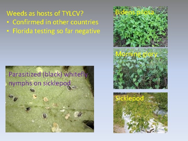 Weeds as hosts of TYLCV? ▪ Confirmed in other countries ▪ Florida testing so