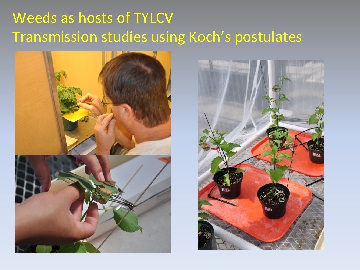 Weeds as hosts of TYLCV Transmission studies using Koch’s postulates 