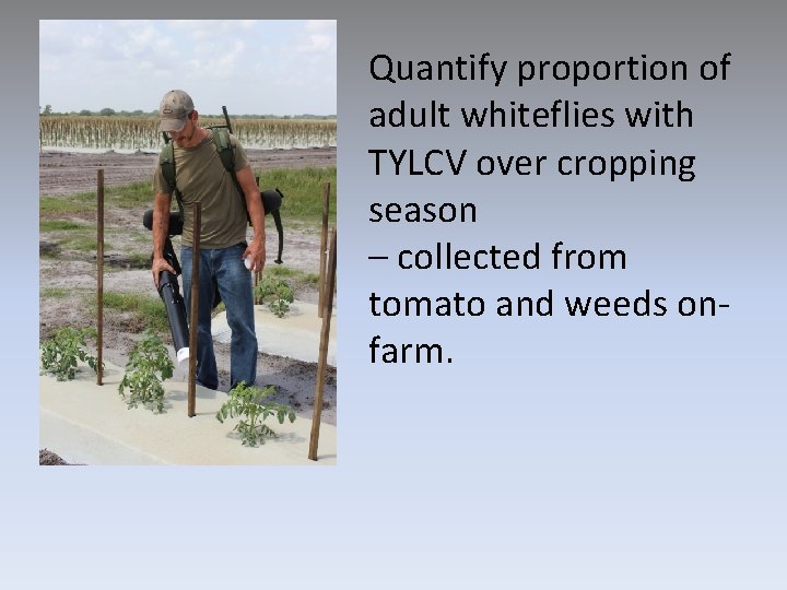 Quantify proportion of adult whiteflies with TYLCV over cropping season – collected from tomato