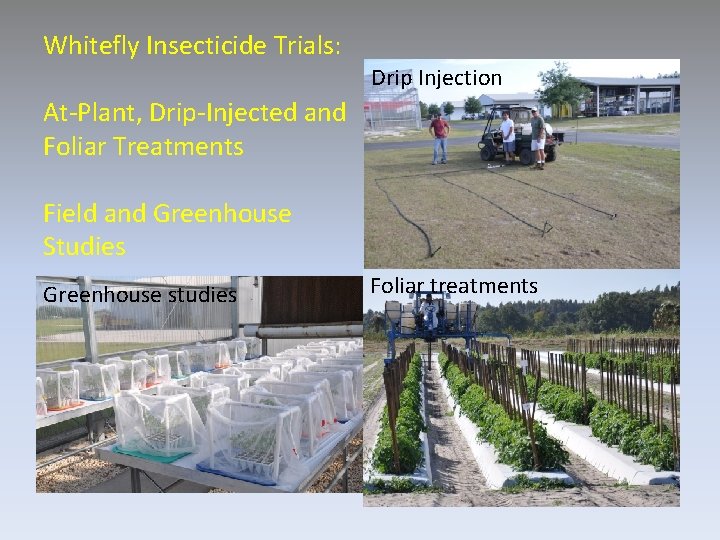 Whitefly Insecticide Trials: Drip Injection At-Plant, Drip-Injected and Foliar Treatments Field and Greenhouse Studies